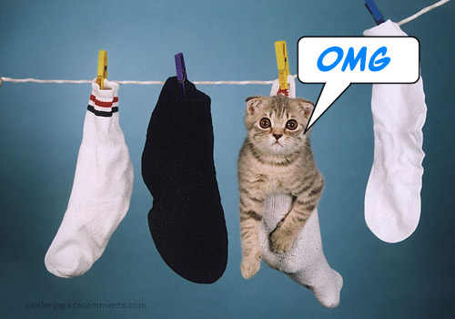 gato en calcetines